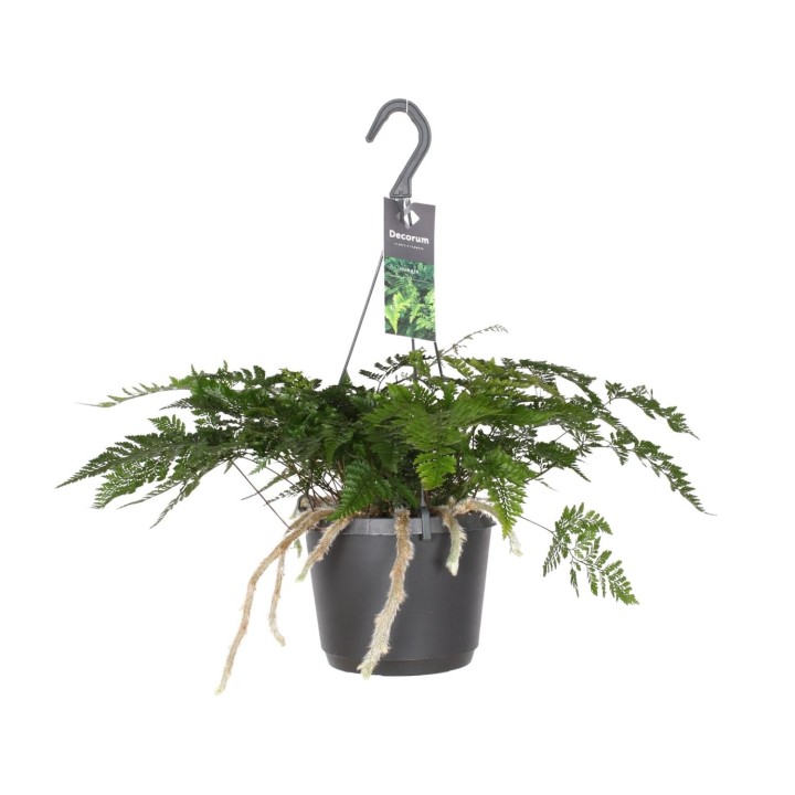 Davallia Bullata - Ø17Cm - ↕30Cm