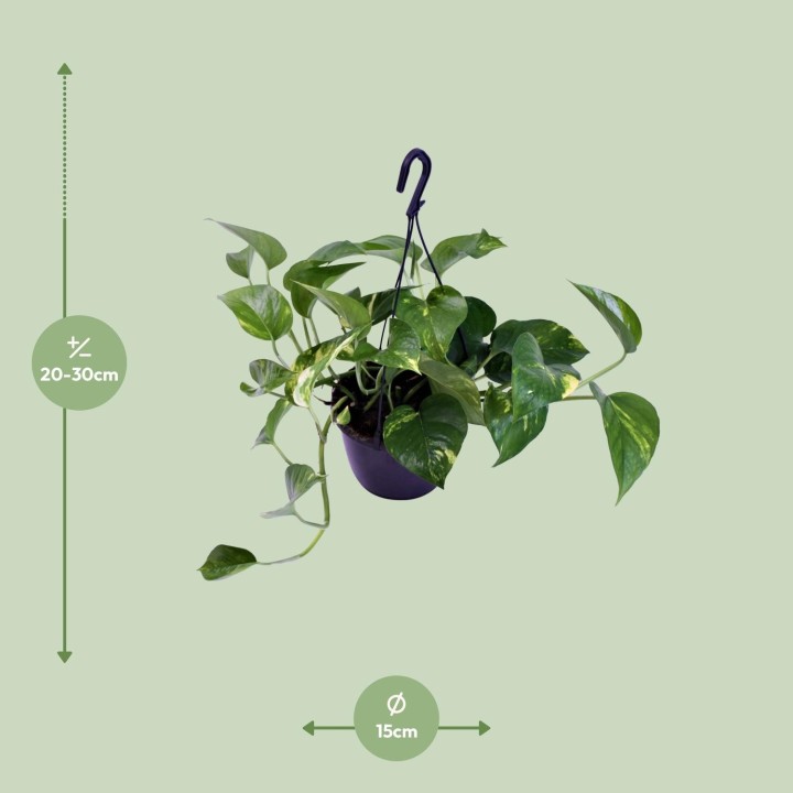 Scindapsus Pictus Trebie - Ø15Cm - ↕30Cm