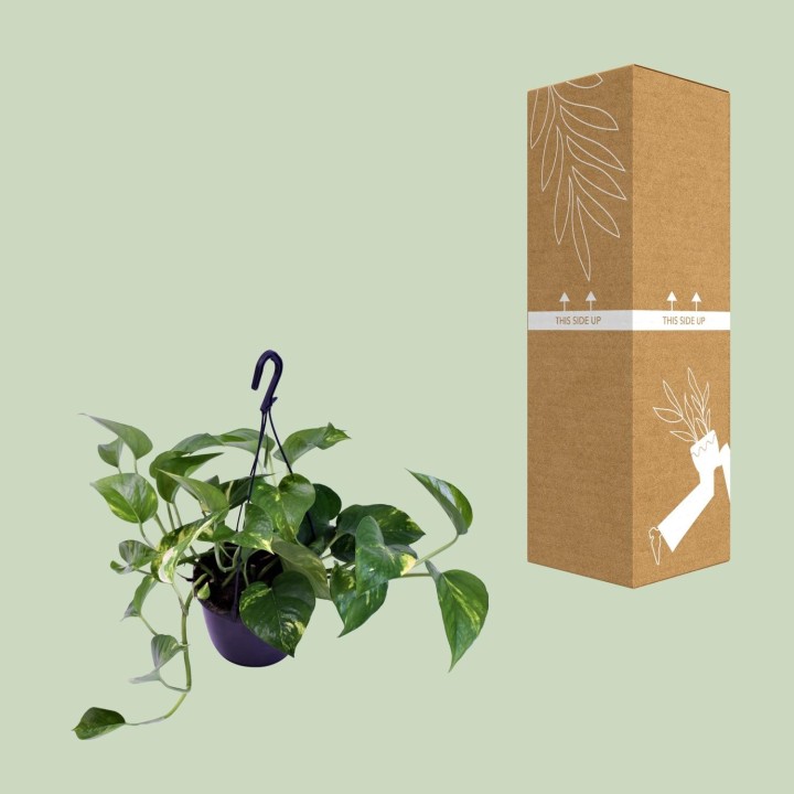 Scindapsus Pictus Trebie - Ø15Cm - ↕30Cm