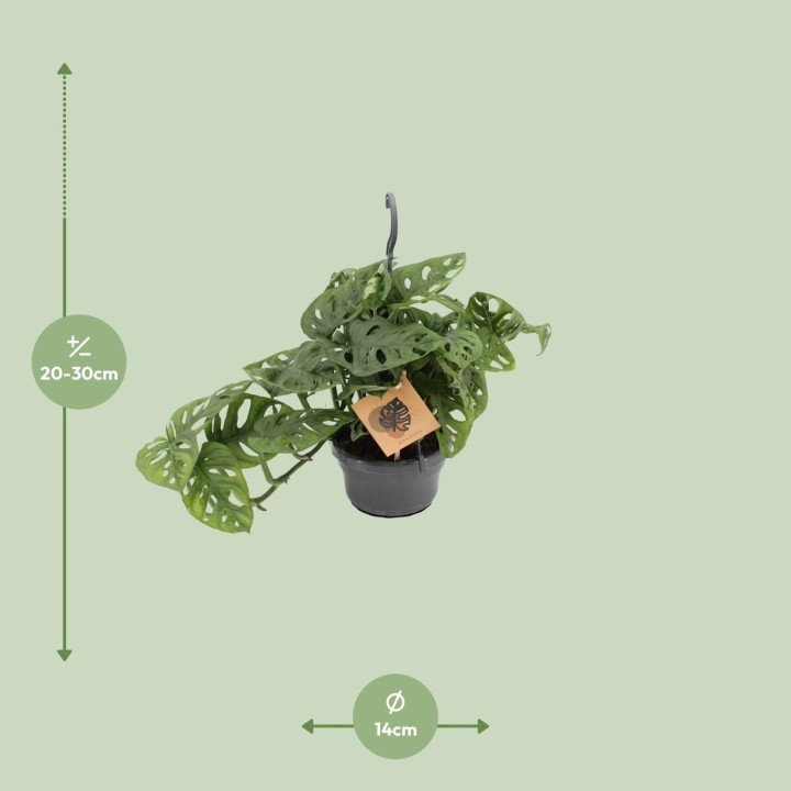 Monstera Monkey - Ø14Cm - ↕30Cm