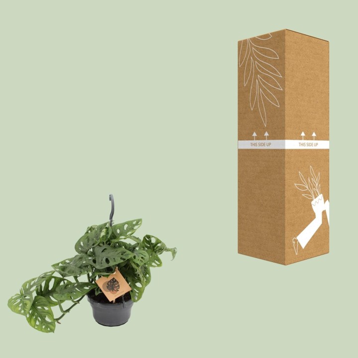 Monstera Monkey - Ø14Cm - ↕30Cm