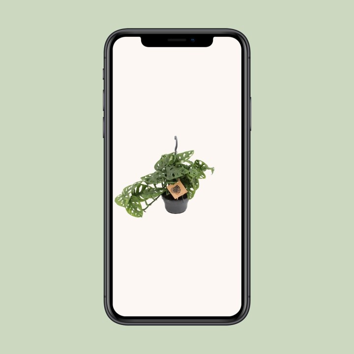 Monstera Monkey - Ø14Cm - ↕30Cm