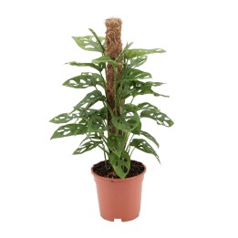 Monstera Monkey - Ø17Cm - ↕60Cm