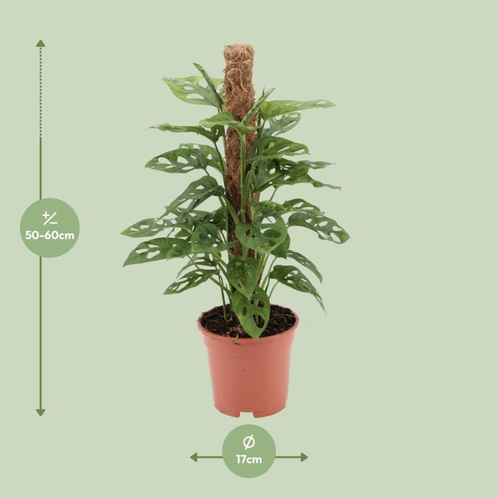 Monstera Monkey - Ø17Cm - ↕60Cm