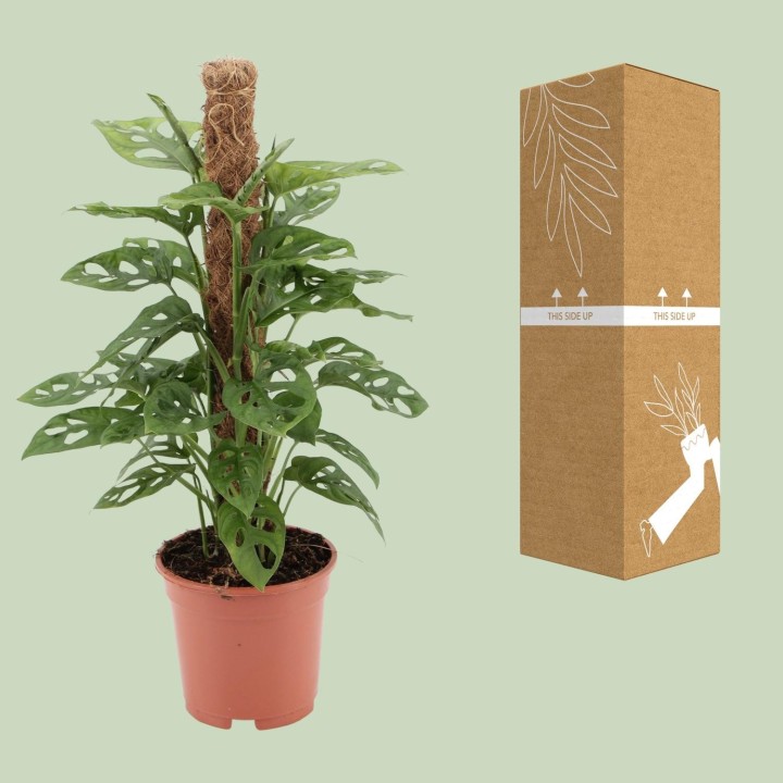 Monstera Monkey - Ø17Cm - ↕60Cm