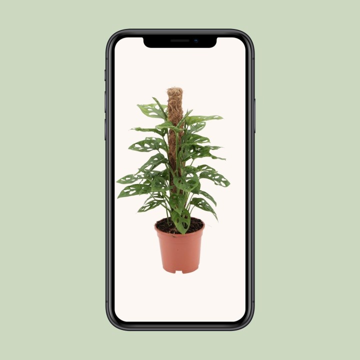 Monstera Monkey - Ø17Cm - ↕60Cm