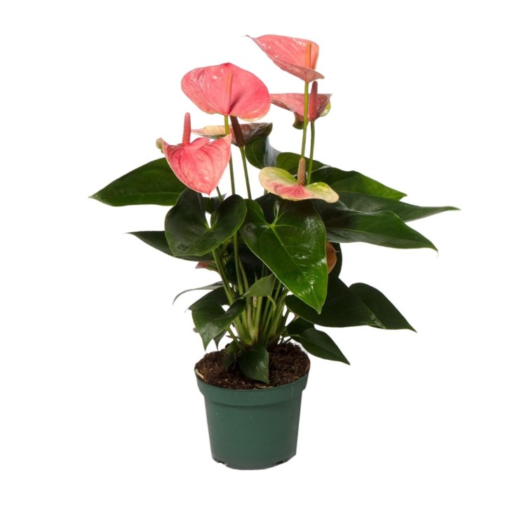Anthurium Sweet Dream - Ø12Cm - ↕35Cm