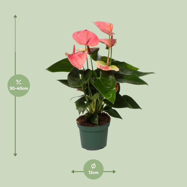 Anthurium Sweet Dream - Ø12Cm - ↕35Cm