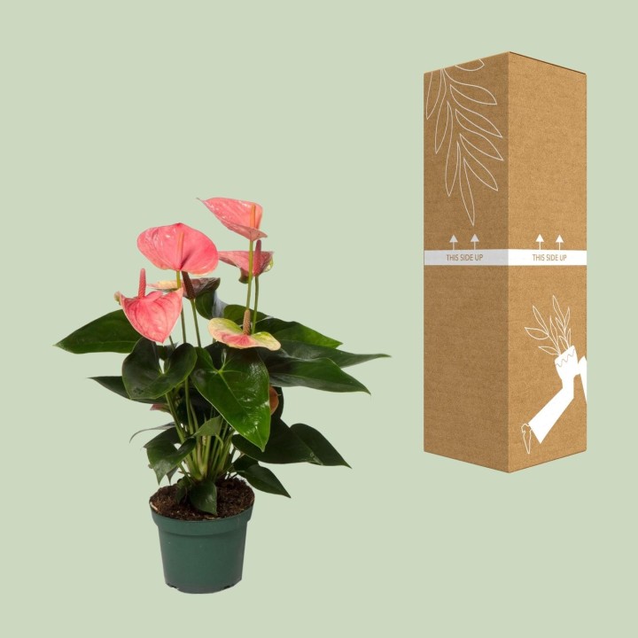 Anthurium Sweet Dream - Ø12Cm - ↕35Cm