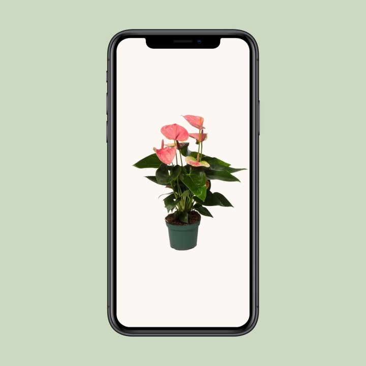 Anthurium Sweet Dream - Ø12Cm - ↕35Cm