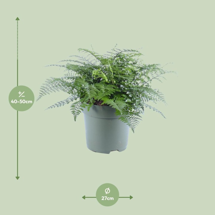 Asplenium Parvati - Ø27Cm - ↕50Cm