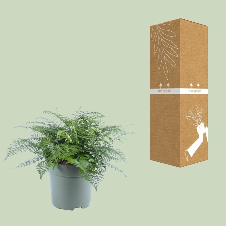 Asplenium Parvati - Ø27Cm - ↕50Cm