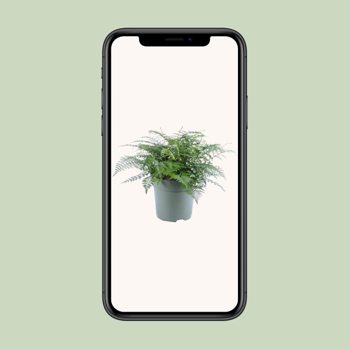 Asplenium Parvati - Ø27Cm - ↕50Cm