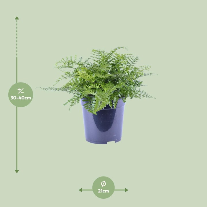 Asplenium Parvati - Ø21Cm - ↕40Cm