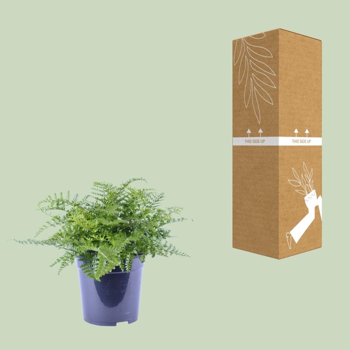 Asplenium Parvati - Ø21Cm - ↕40Cm