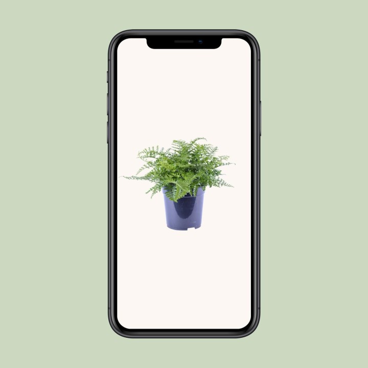 Asplenium Parvati - Ø21Cm - ↕40Cm