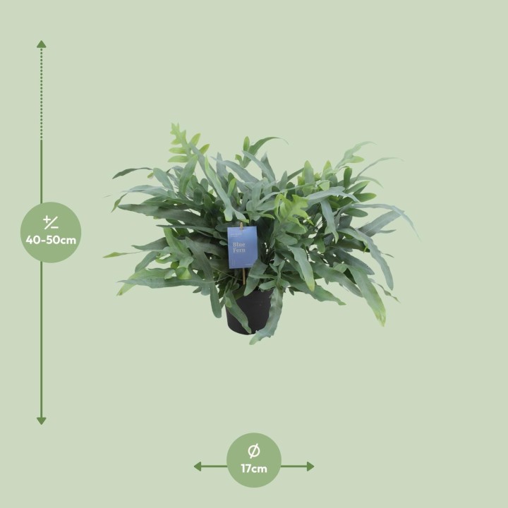 Phlebodium Aureum Blue Star - Ø17Cm - ↕50Cm