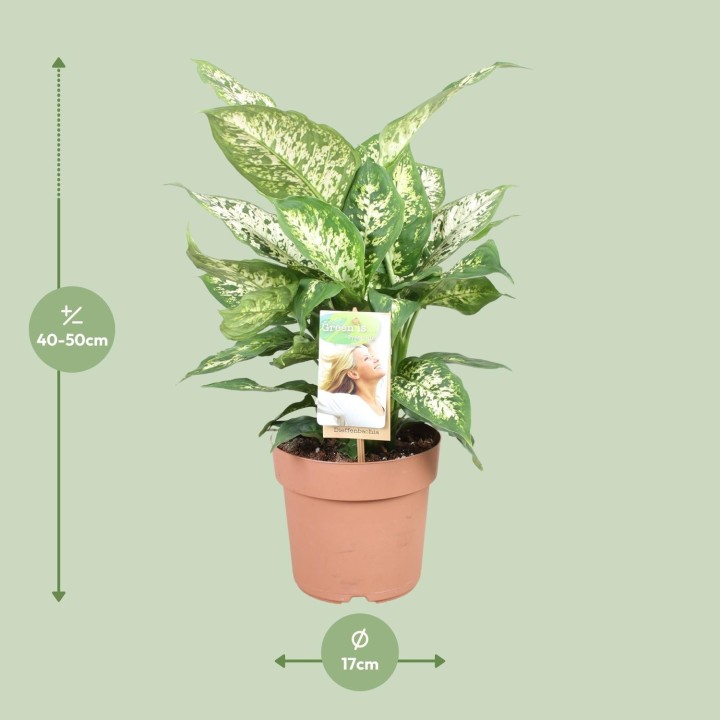 Dieffenbachia Compacta - Ø17Cm - ↕45Cm