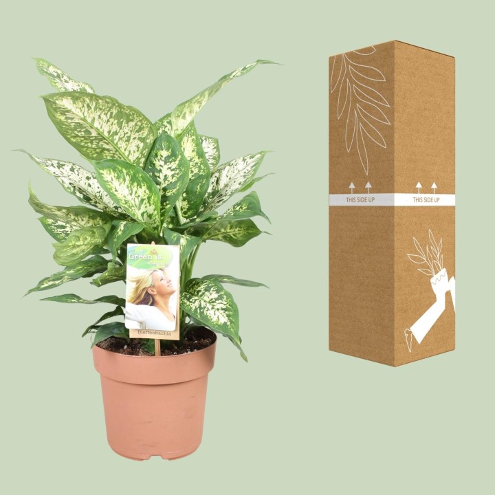 Dieffenbachia Compacta - Ø17Cm - ↕45Cm