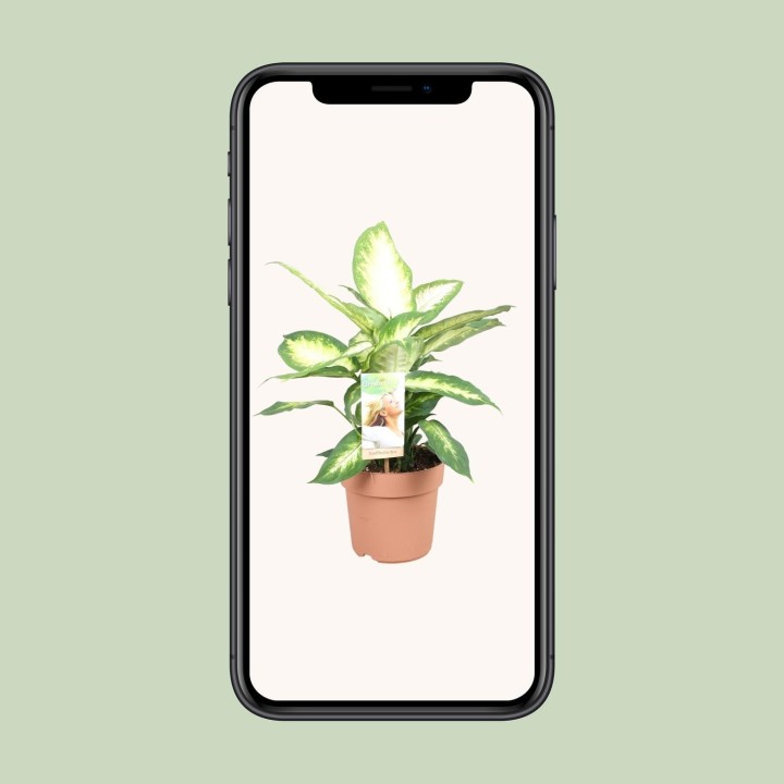 Dieffenbachia Camilla - Ø17Cm - ↕45Cm