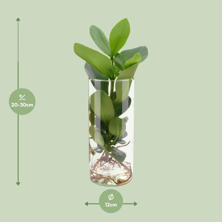 Clusia In Cylinder Glas - Ø12Cm - ↕30Cm