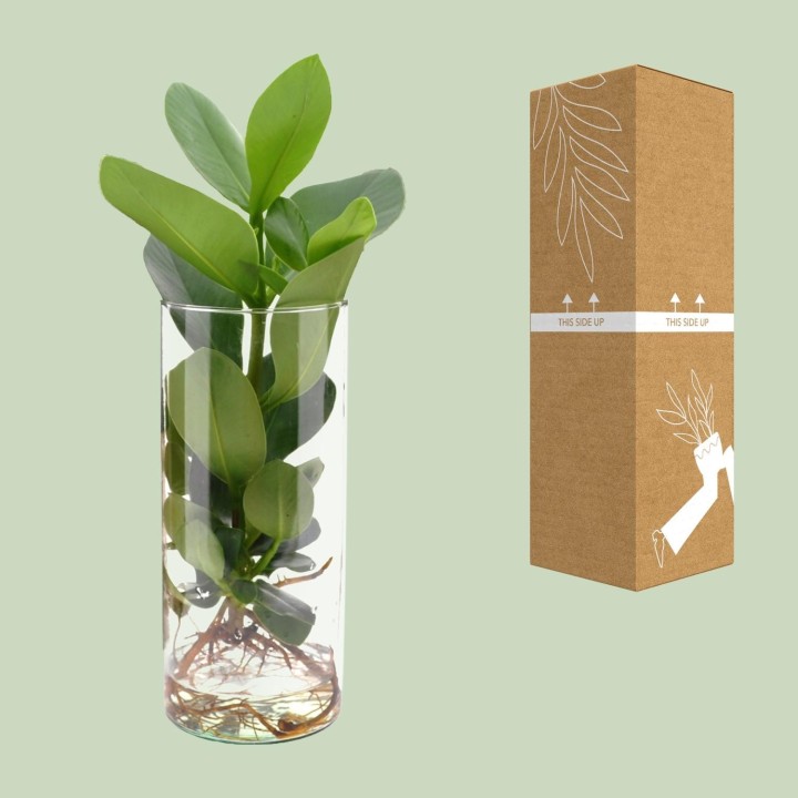 Clusia In Cylinder Glas - Ø12Cm - ↕30Cm