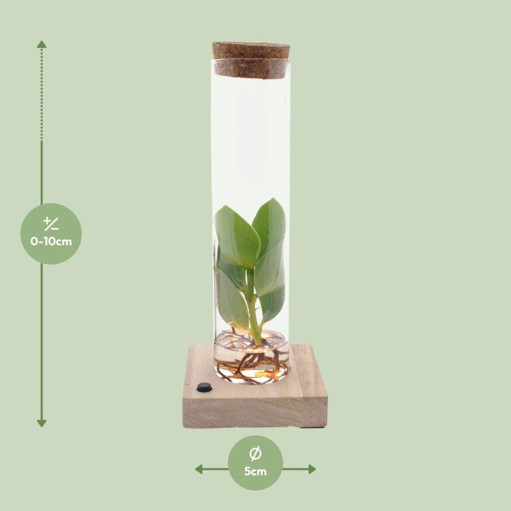 Clusia In Tube Glas + Led - Ø5Cm - ↕10Cm