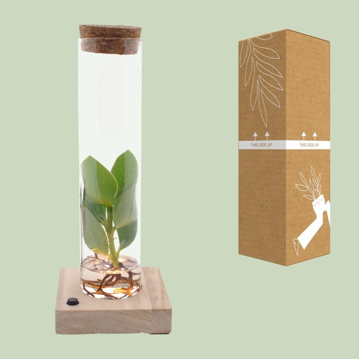 Clusia In Tube Glas + Led - Ø5Cm - ↕10Cm