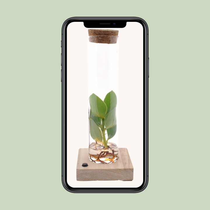 Clusia In Tube Glas + Led - Ø5Cm - ↕10Cm