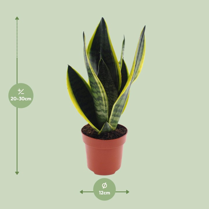Sansevieria Futura Superba - Ø12Cm - ↕30Cm