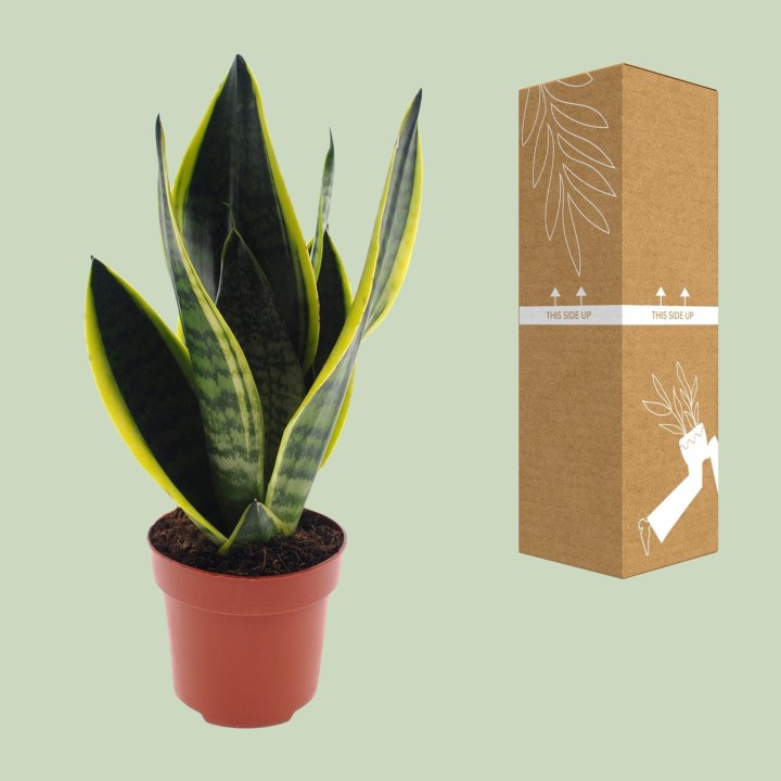 Sansevieria Futura Superba - Ø12Cm - ↕30Cm