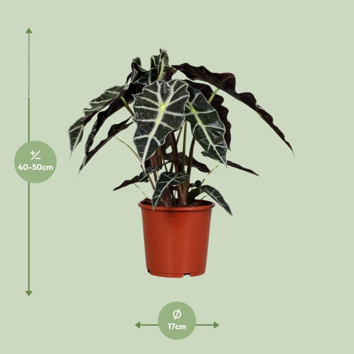 Alocasia Polly - Ø17Cm - ↕45Cm