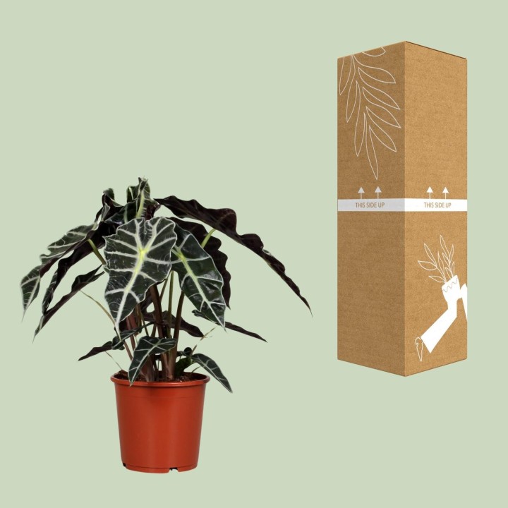 Alocasia Polly - Ø17Cm - ↕45Cm