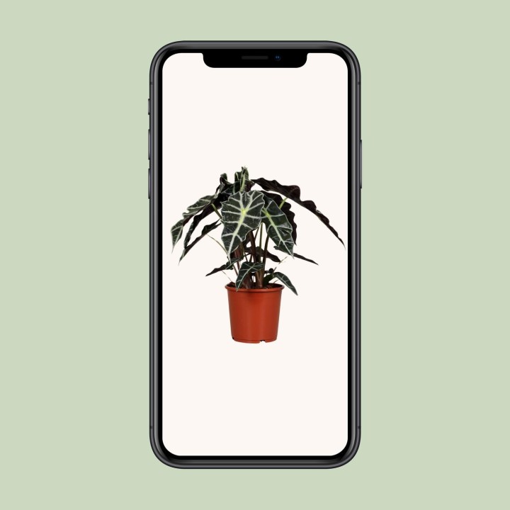 Alocasia Polly - Ø17Cm - ↕45Cm