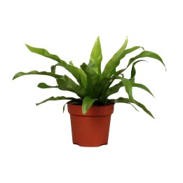 Asplenium Antiquum - Ø12Cm - ↕25Cm