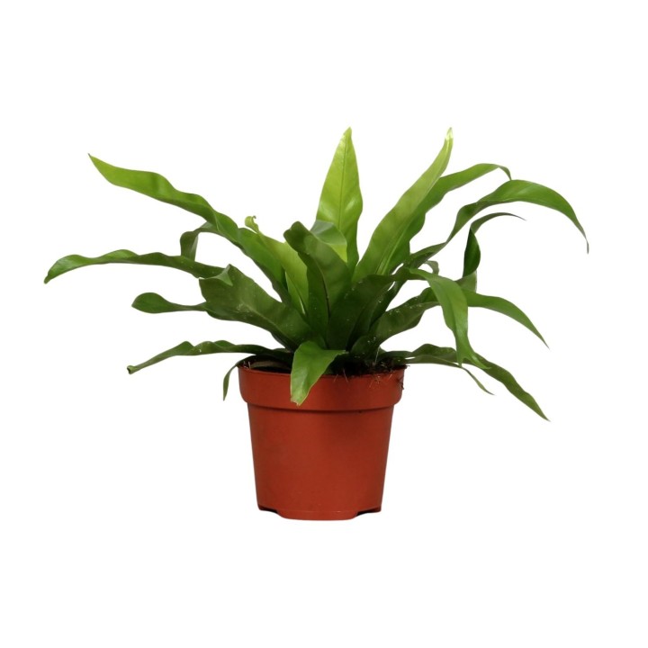 Asplenium Antiquum - Ø12Cm - ↕25Cm
