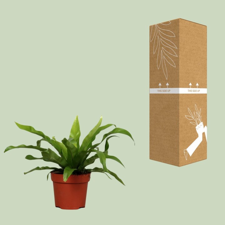 Asplenium Antiquum - Ø12Cm - ↕25Cm