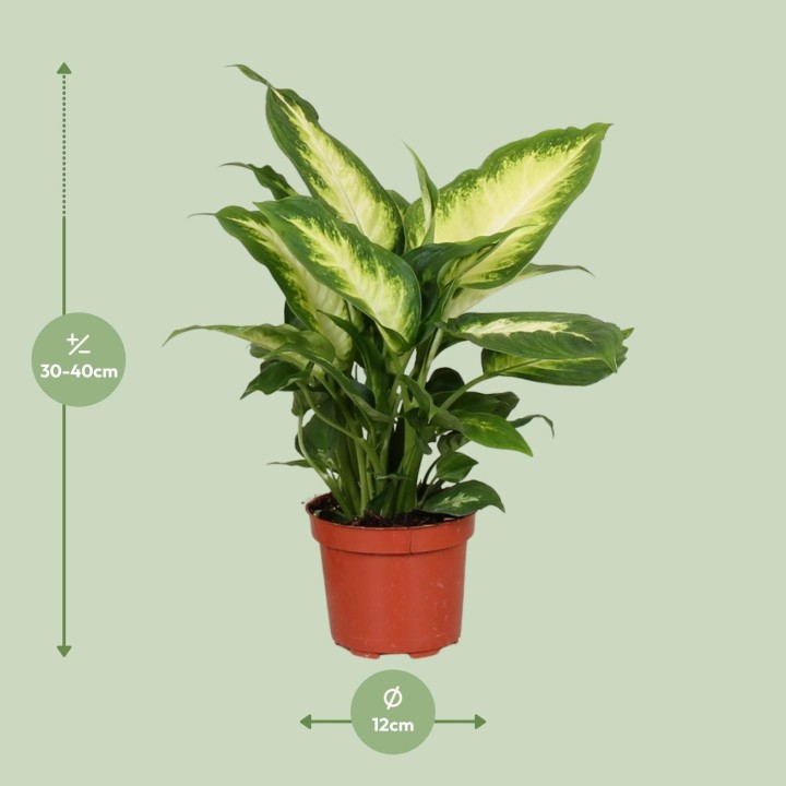 Dieffenbachia Camilla - Ø12Cm - ↕35Cm