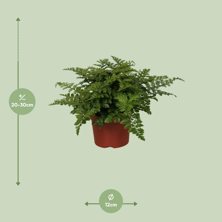 Asplenium Parvati - Ø12Cm - ↕25Cm