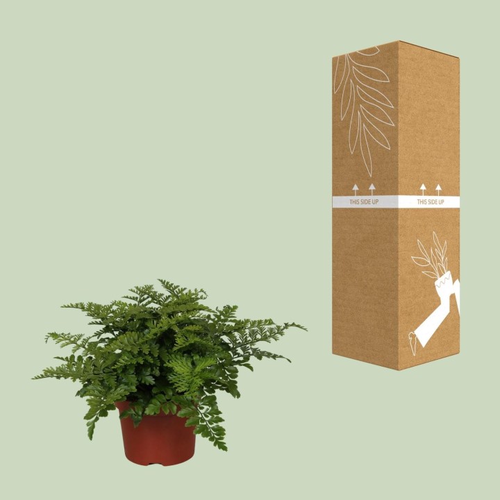 Asplenium Parvati - Ø12Cm - ↕25Cm