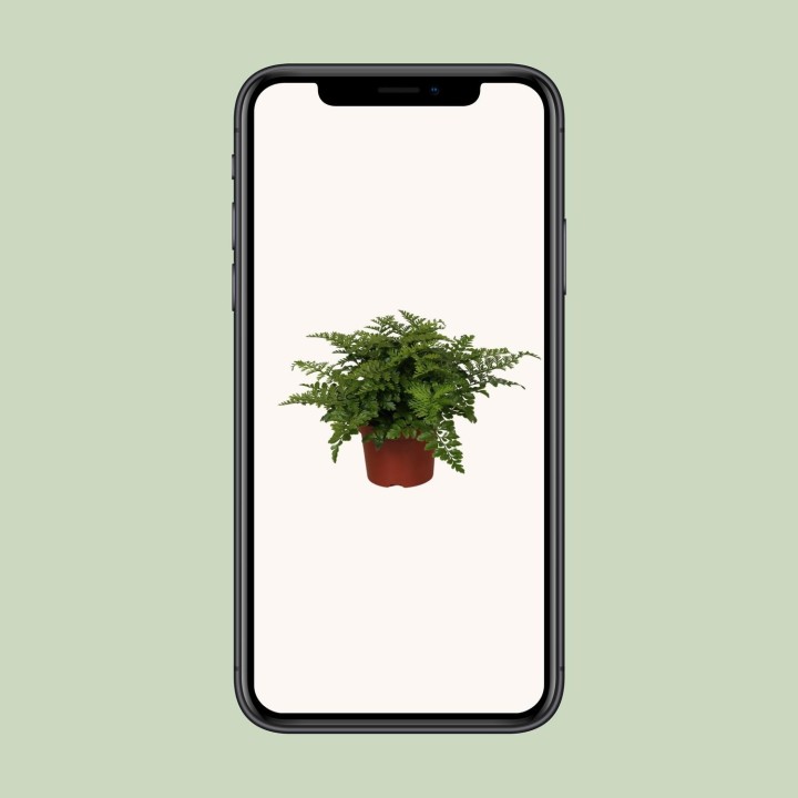 Asplenium Parvati - Ø12Cm - ↕25Cm