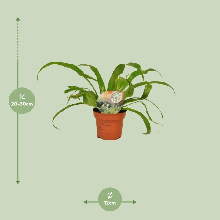 Asplenium Antiquum - Ø12Cm - ↕30Cm