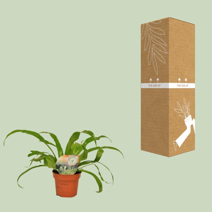 Asplenium Antiquum - Ø12Cm - ↕30Cm