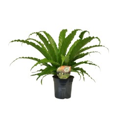 Asplenium Osaka - Ø17Cm - ↕40Cm