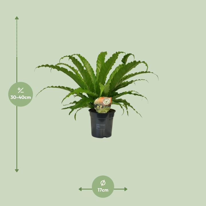 Asplenium Osaka - Ø17Cm - ↕40Cm