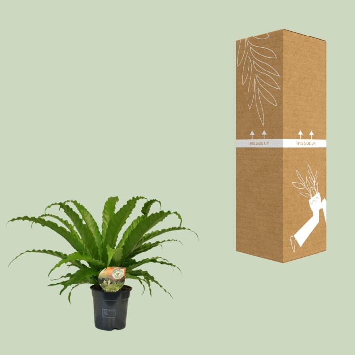 Asplenium Osaka - Ø17Cm - ↕40Cm