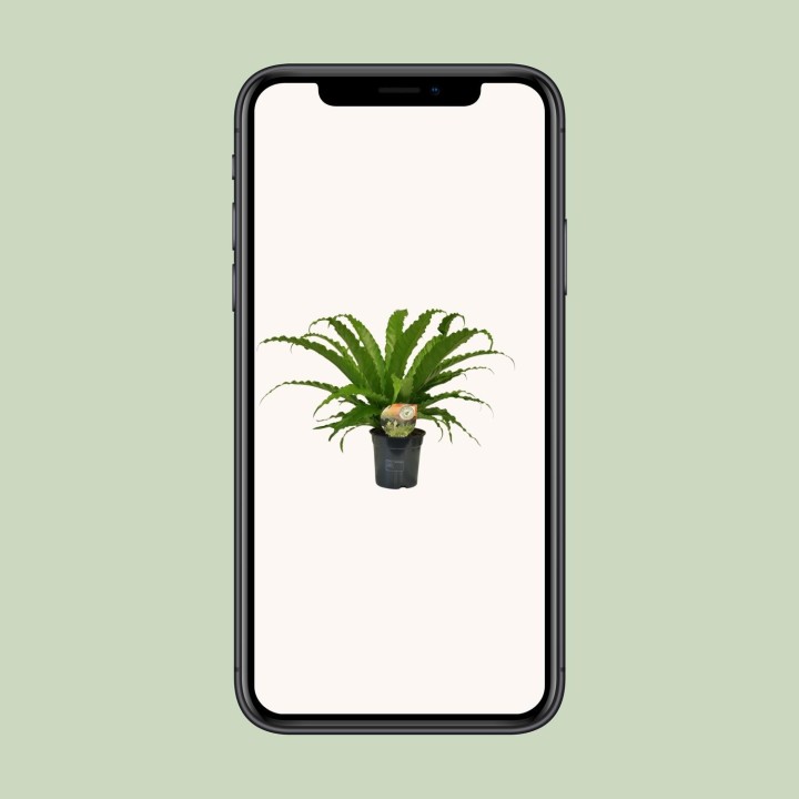 Asplenium Osaka - Ø17Cm - ↕40Cm