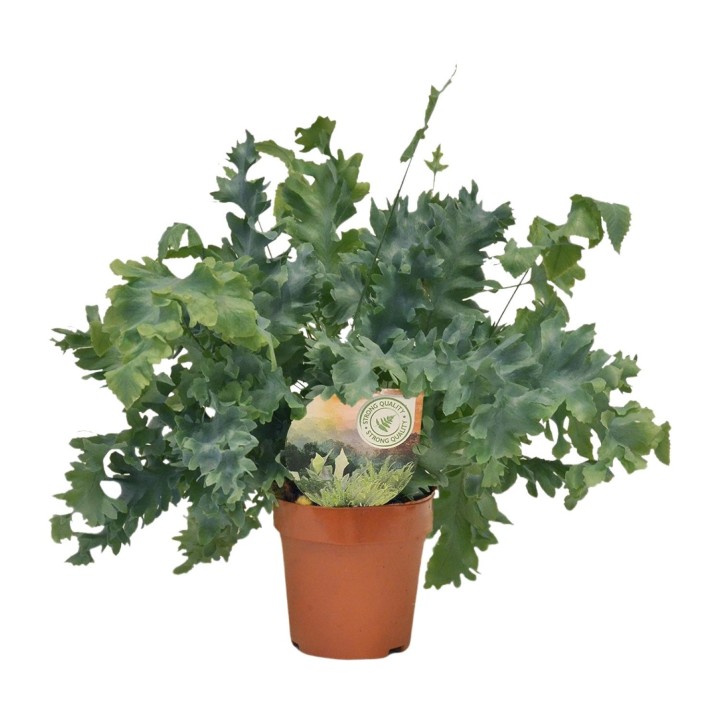 Phlebodium Davana - Ø12Cm - ↕35Cm