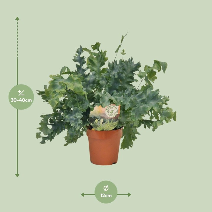 Phlebodium Davana - Ø12Cm - ↕35Cm