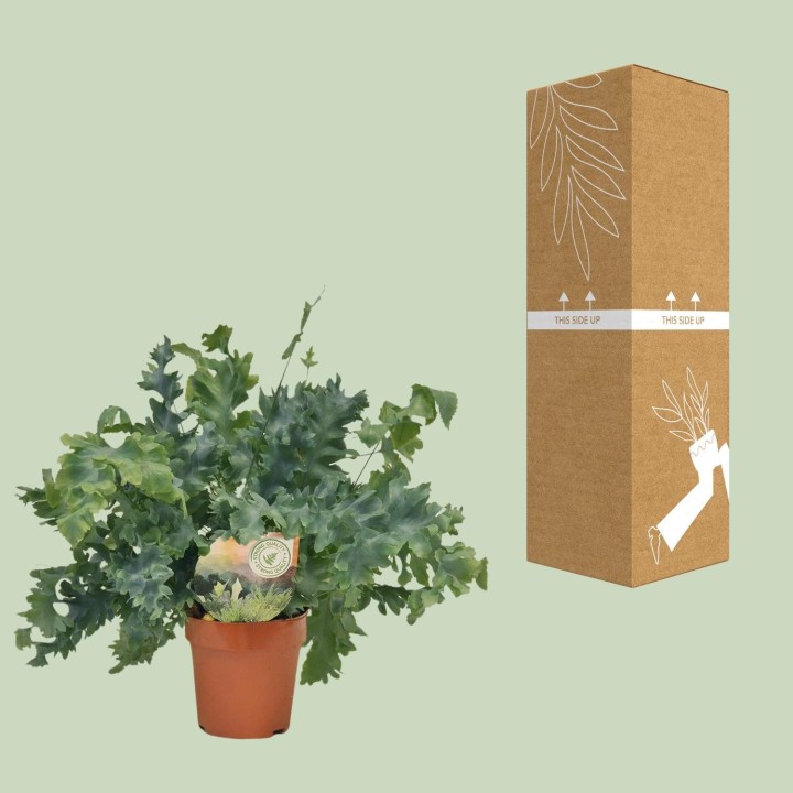 Phlebodium Davana - Ø12Cm - ↕35Cm